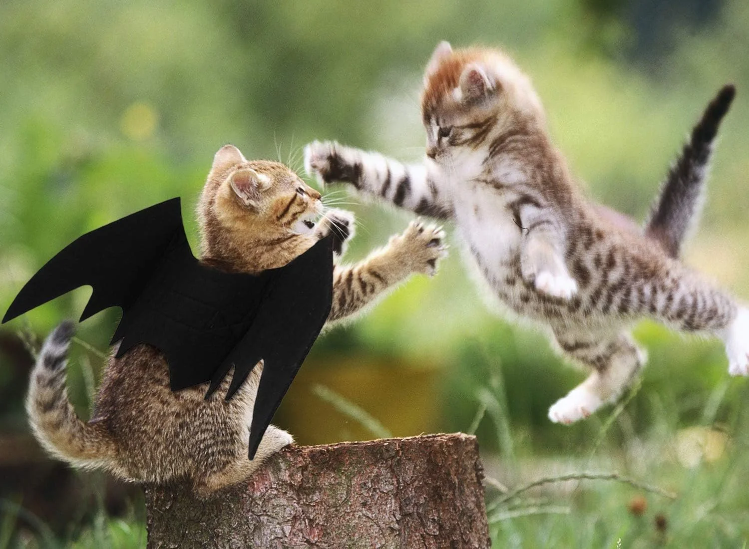 بال های خفاشی گربه خانگی مومو بیر برای تزئینات جشن هالووین، قلاده سگ و لوازم جانبی لباس خفاشی فانتزی، لباس های زیبا برای گربه و سگ. بال های خفاشی گربه خانگی مومو بیر برای تزئینات جشن هالووین، قلاده سگ و لوازم جانبی لباس خفاشی فانتزی، لباس های زیبا برای گربه و سگ.