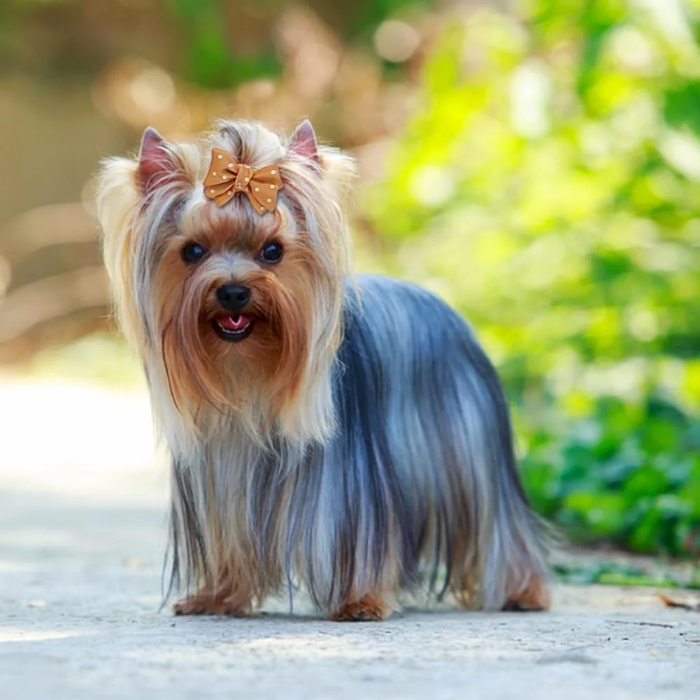 20 عدد کش مو سگ کوچک Ksheria با کش های لاستیکی الاستیک، مدل های مختلف پاپیون موی توله سگ دست ساز زیبا، لوازم جانبی موی سگ گره ای گلدار، بست مو عمده برای سگ یورکی مالتیز گربه 20 عدد کش مو سگ کوچک Ksheria با کش های لاستیکی الاستیک، مدل های مختلف پاپیون موی توله سگ دست ساز زیبا، لوازم جانبی موی سگ گره ای گلدار، بست مو عمده برای سگ یورکی مالتیز گربه