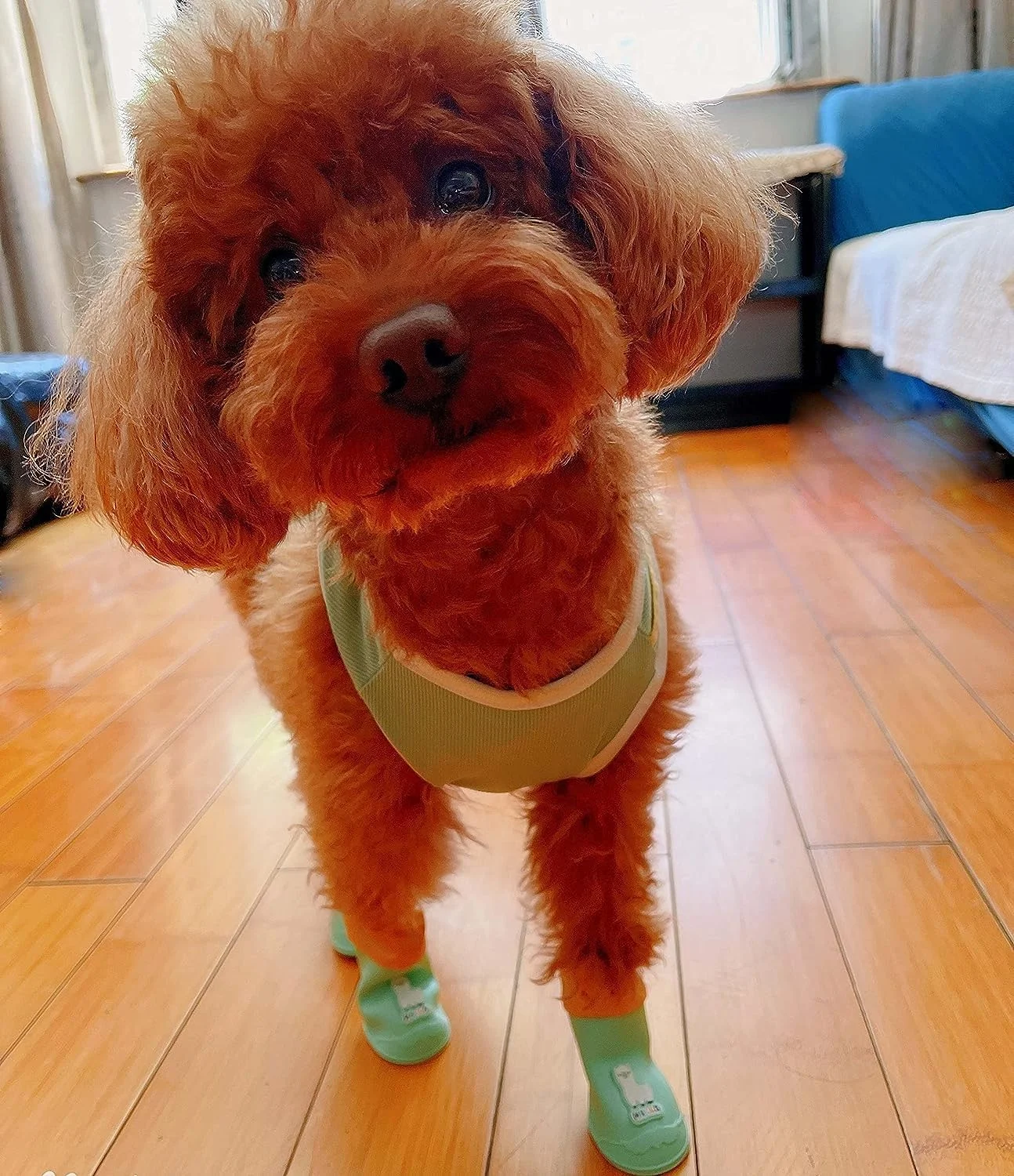 کفش سگ NALACAL - 4 عدد کفش ضد آب برای سگ های کوچک و متوسط، ضد لغزش برای پیاده روی، محافظ پنجه نرم و تنفسی برای استفاده در فضای باز در شب کفش سگ NALACAL - 4 عدد کفش ضد آب برای سگ های کوچک و متوسط، ضد لغزش برای پیاده روی، محافظ پنجه نرم و تنفسی برای استفاده در فضای باز در شب