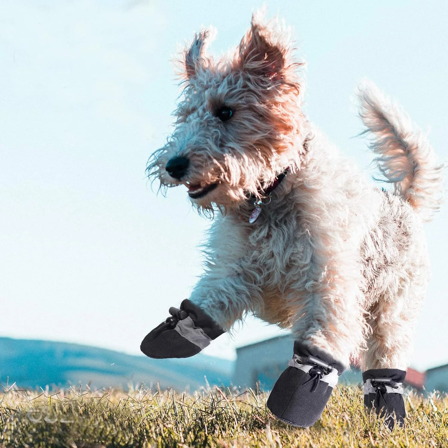 کفش سگ پروکسیما دایرکت، محافظ پنجه برای پیاده روهای داغ، چکمه های ضد لغزش سگ و گربه تابستانی با نوارهای بازتابنده برای سگ های کوچک و متوسط (مشکی، M، 4 عدد) کفش سگ پروکسیما دایرکت، محافظ پنجه برای پیاده روهای داغ، چکمه های ضد لغزش سگ و گربه تابستانی با نوارهای بازتابنده برای سگ های کوچک و متوسط (مشکی، M، 4 عدد)