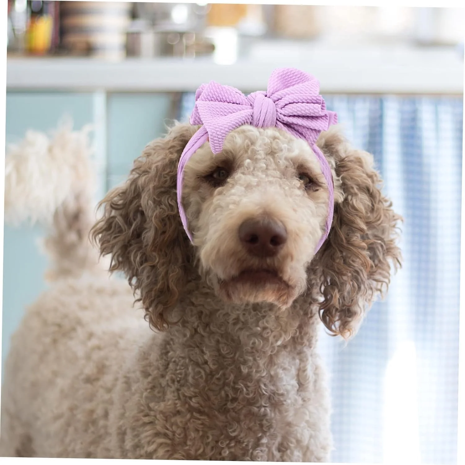 کش موی پاپیونی الاستیک ZELLYA، کلاه و گیره موی حیوانات خانگی، 2 عدد هدبند الاستیک تزئینی، لوازم جانبی لباس سگ، مناسب برای مهمانی ها و جشنواره ها کش موی پاپیونی الاستیک ZELLYA، کلاه و گیره موی حیوانات خانگی، 2 عدد هدبند الاستیک تزئینی، لوازم جانبی لباس سگ، مناسب برای مهمانی ها و جشنواره ها