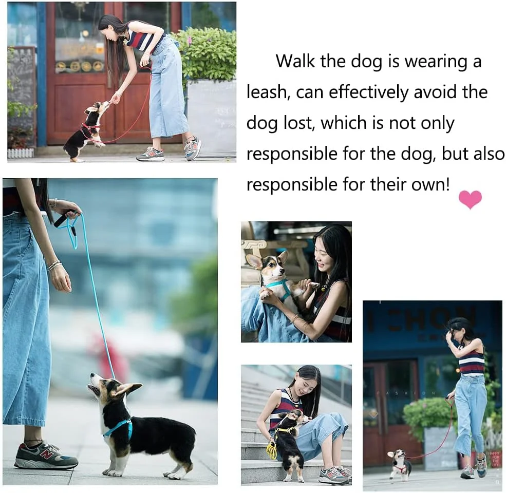 ست قلاده سگ NeoStyle، قلاده و بند سگ، قلاده سبک و قابل تنظیم حیوانات خانگی و بند، قلاده نرم و ایمن برای پیاده روی و مسافرت، مناسب برای گربه ها و سگ های کوچک و متوسط (M، آبی (ست 3 تکه)) ست قلاده سگ NeoStyle، قلاده و بند سگ، قلاده سبک و قابل تنظیم حیوانات خانگی و بند، قلاده نرم و ایمن برای پیاده روی و مسافرت، مناسب برای گربه ها و سگ های کوچک و متوسط (M، آبی (ست 3 تکه))