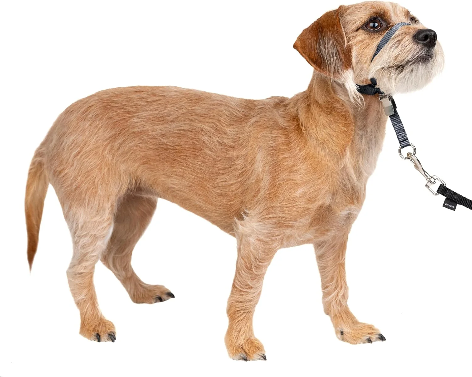 قلاده سر سگ PetSafe Gentle Leader بدون کشیدن - راه حل نهایی برای کشیدن - کشیدن سگ شما را برای پیاده روی آسان تر تغییر می دهد - به شما کمک می کند کنترل را دوباره به دست آورید - کوچک، ذغالی قلاده سر سگ PetSafe Gentle Leader بدون کشیدن - راه حل نهایی برای کشیدن - کشیدن سگ شما را برای پیاده روی آسان تر تغییر می دهد - به شما کمک می کند کنترل را دوباره به دست آورید - کوچک، ذغالی