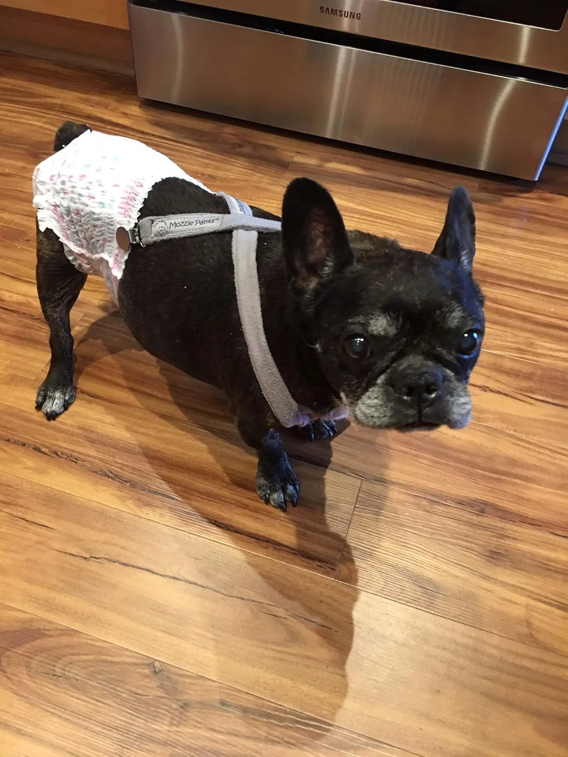 بند شلوار سگ Mozzie Pants، پوشک سگ و شکم بند. بند شلوار سگ Mozzie Pants، پوشک سگ و شکم بند.