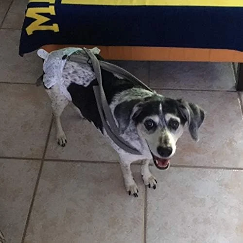 بند شلوار سگ Mozzie Pants، پوشک سگ و شکم بند. بند شلوار سگ Mozzie Pants، پوشک سگ و شکم بند.