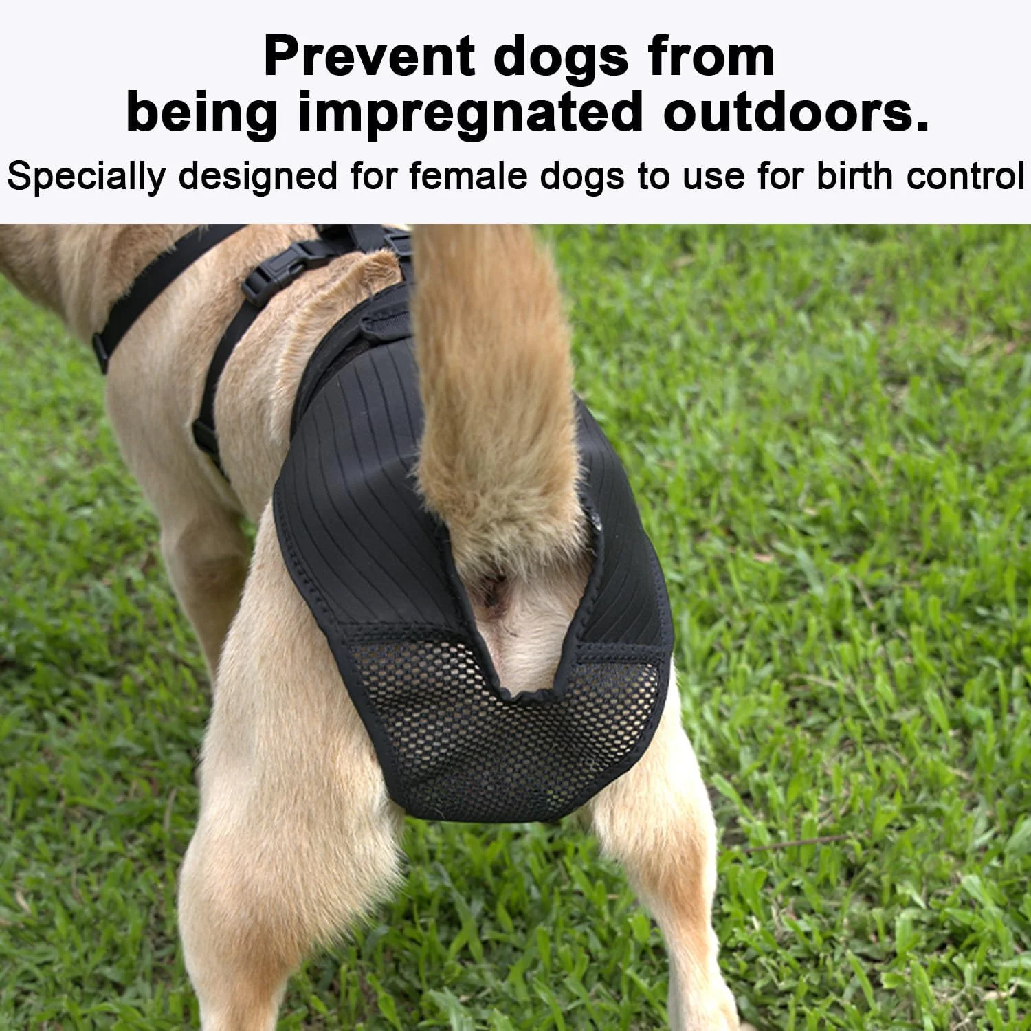 شورت فحلی سگ ماده yrenoer با طراحی هارنس - ضد لغزش، ضد جفت گیری، قابل استفاده مجدد و شستشو، لباس زیر برای محافظت تمام روز (مشکی، M)