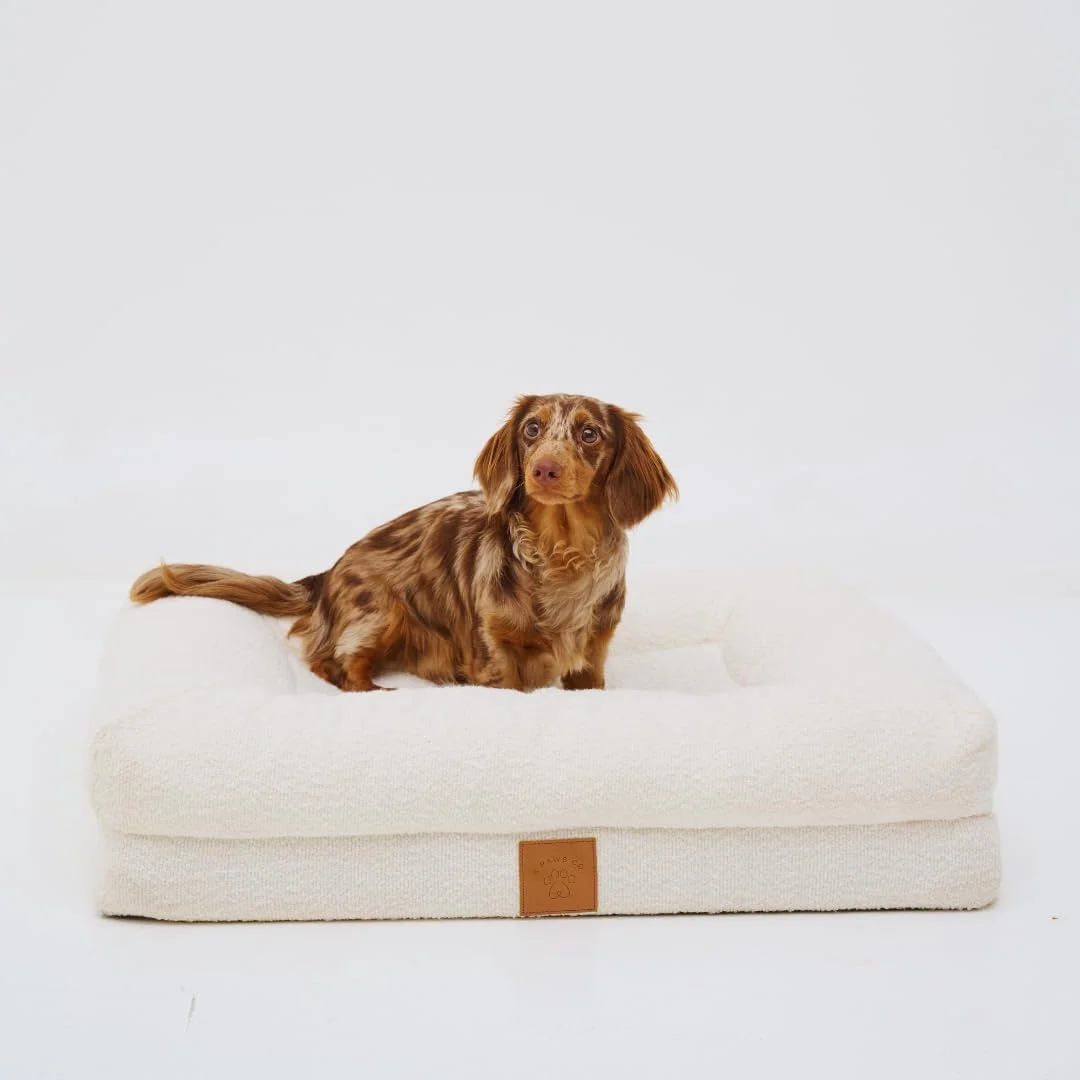 تخت خواب کوچک سگ - تخت حیوانات خانگی زیبا با پارچه بوکله سفید - روکش قابل جابجایی و شستشو - فوم جعبه تخم مرغی برای پشتیبانی از مفاصل (عرض: 73 x عمق 58 x ارتفاع: 15 سانتی متر). AND Paws Co.