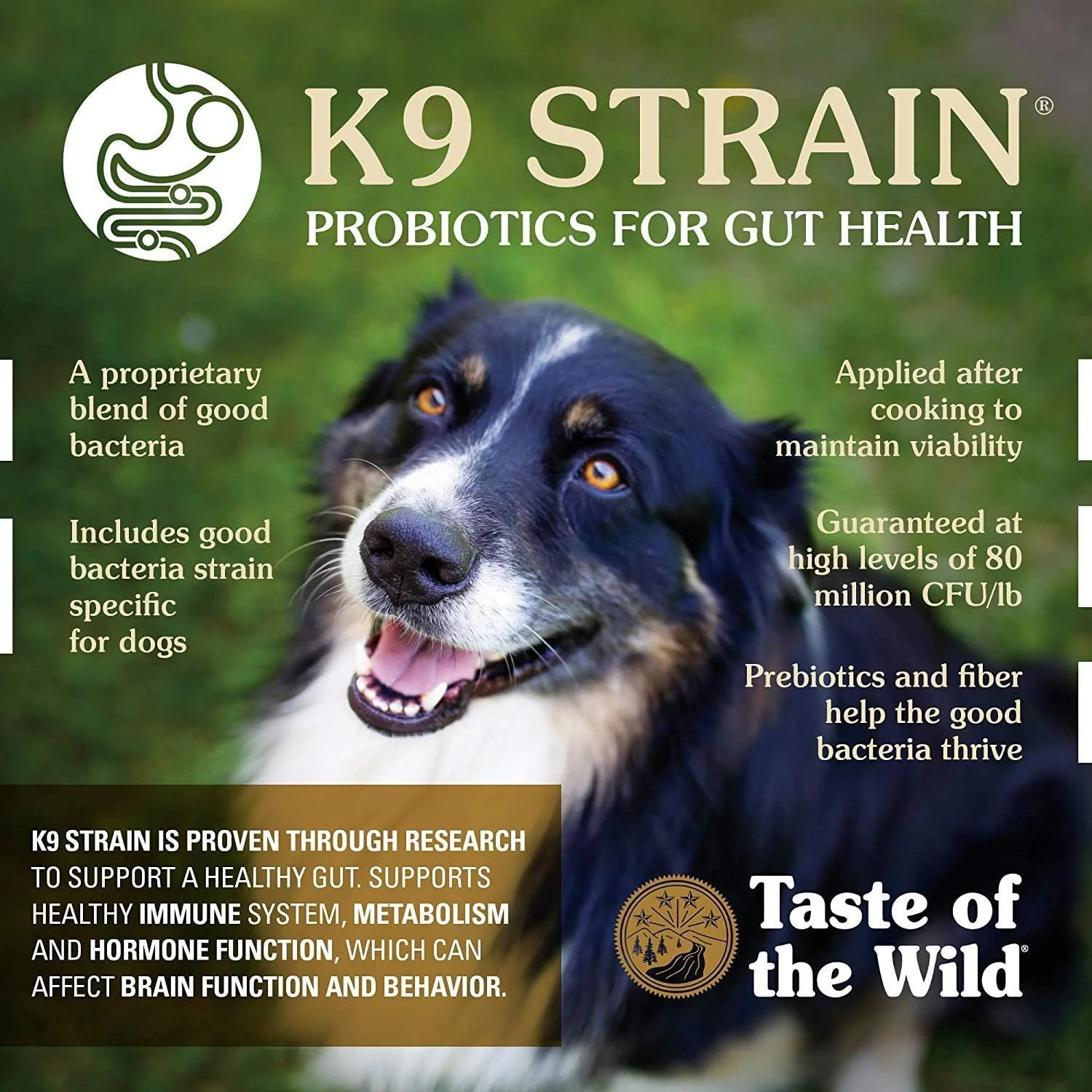 غذای خشک سگ Taste of The Wild، دستور پخت کوهستانی باستانی، طعم بره، 2.27 کیلوگرم