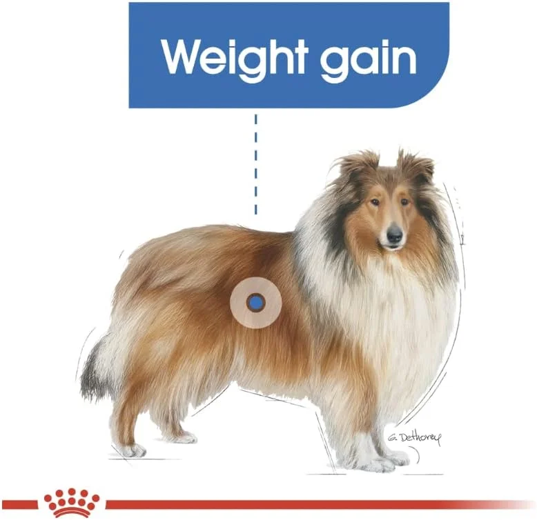 غذای خشک سگ بالغ رویال کنین مدل MAXI LIGHT WEIGHT CARE وزن 12 کیلوگرم