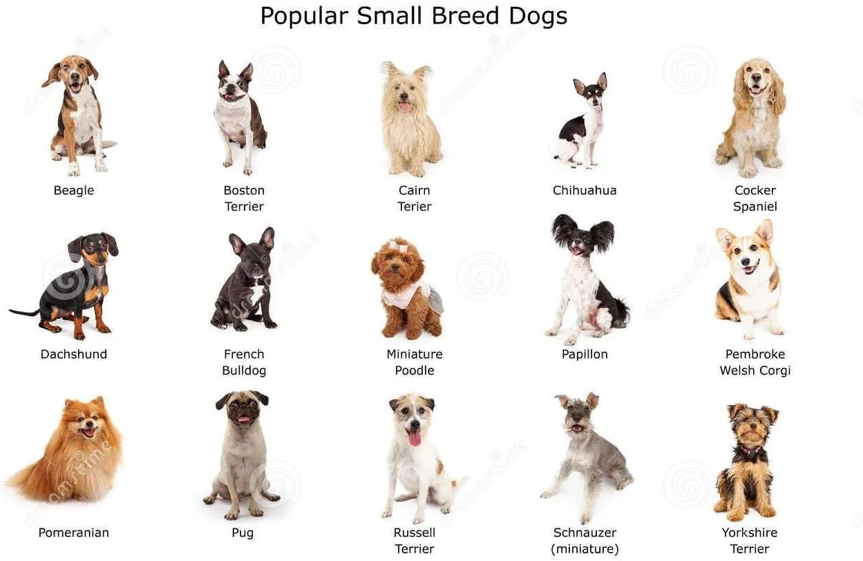 غذای خشک سگ رویال کنین مینی پاپی ۲ کیلوگرم