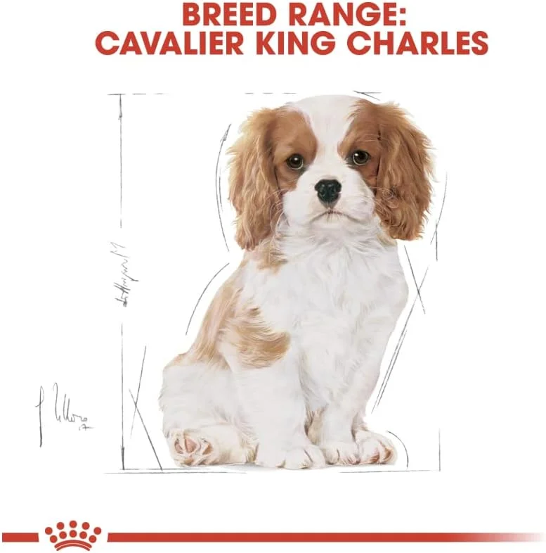 غذای خشک سگ رویال کنین مخصوص نژاد کاوالیر کینگ چارلز توله سگ 1.5 کیلوگرمی