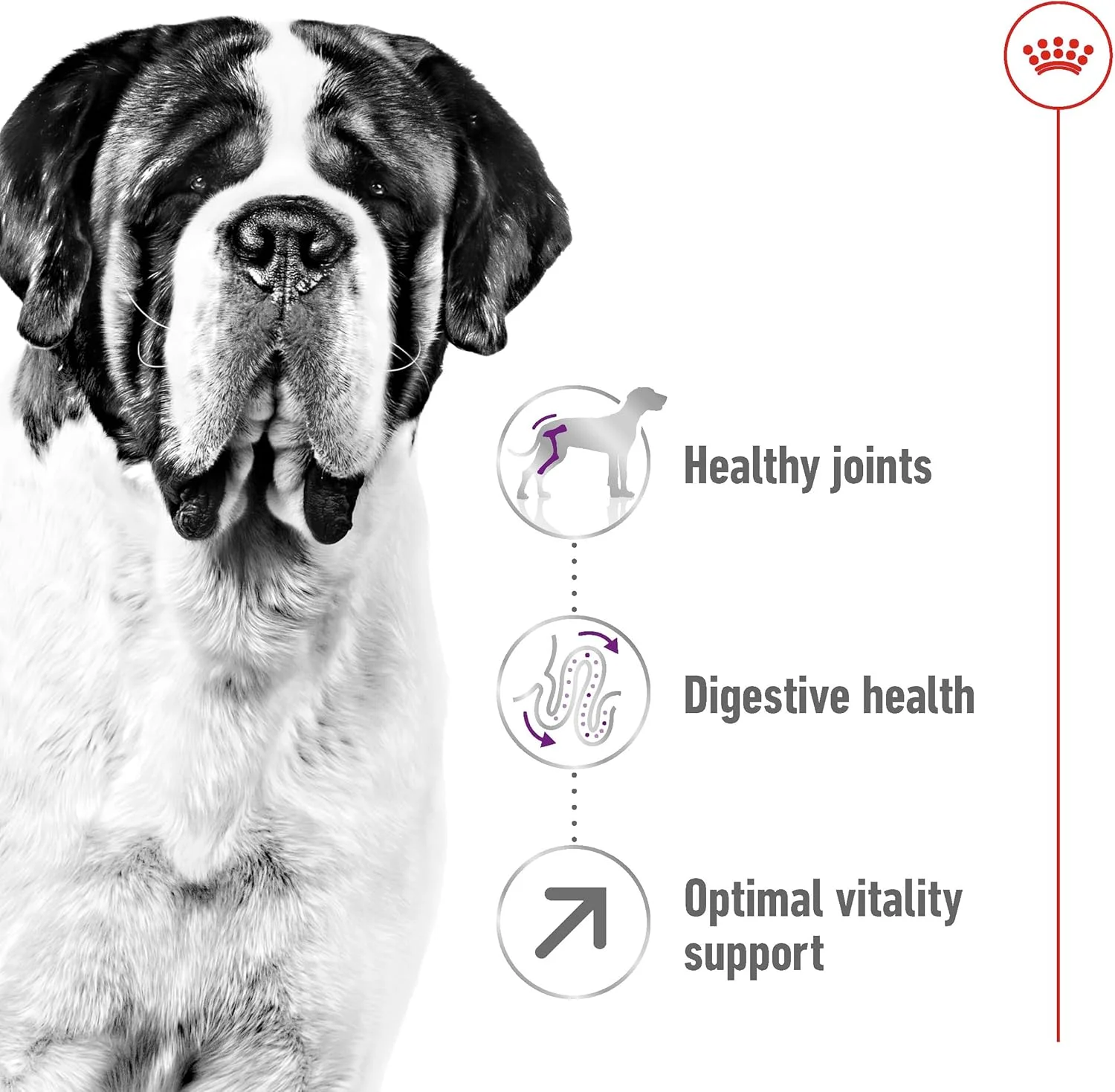 غذای خشک سگ بالغ نژاد غول پیکر رویال کنین، 4 کیلوگرم غذای خشک سگ بالغ نژاد غول پیکر رویال کنین، 4 کیلوگرم