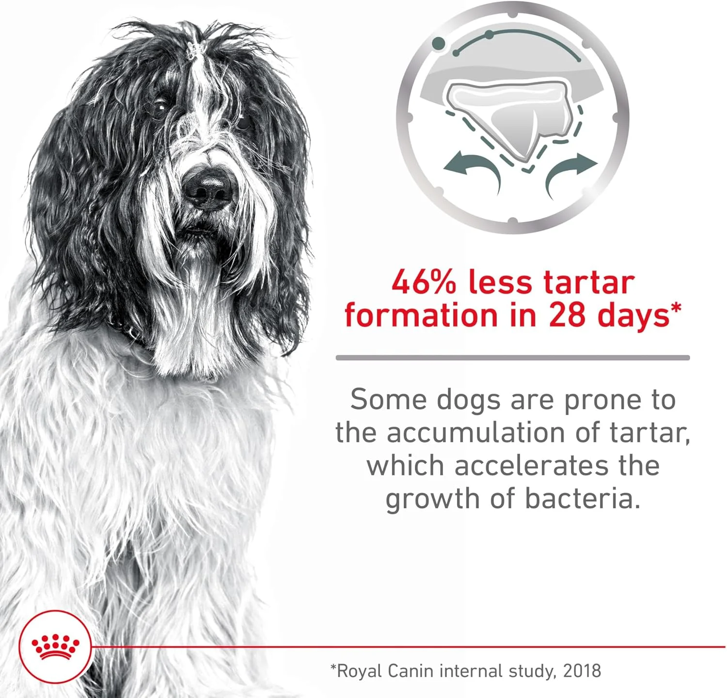 غذای خشک سگ رویال کنین مدل Dental Care مخصوص سگ های بزرگ، کیسه 17 پوندی