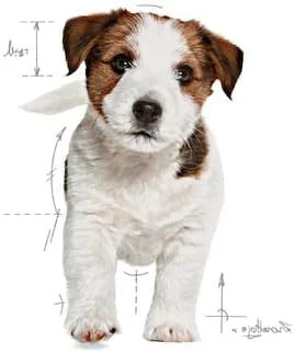 غذای خشک سگ رویال کنین پاپی مینی میکس - کیسه 2 کیلوگرمی غذای خشک سگ رویال کنین پاپی مینی میکس - کیسه 2 کیلوگرمی