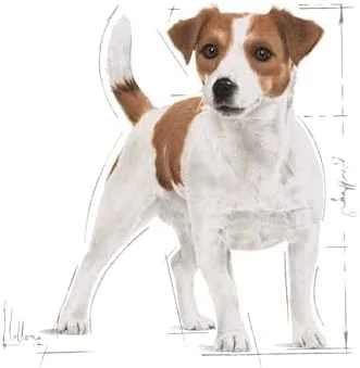 غذای خشک سگ بالغ نژاد کوچک رویال کنین مدل SHN Mini Adult وزن 800 گرم