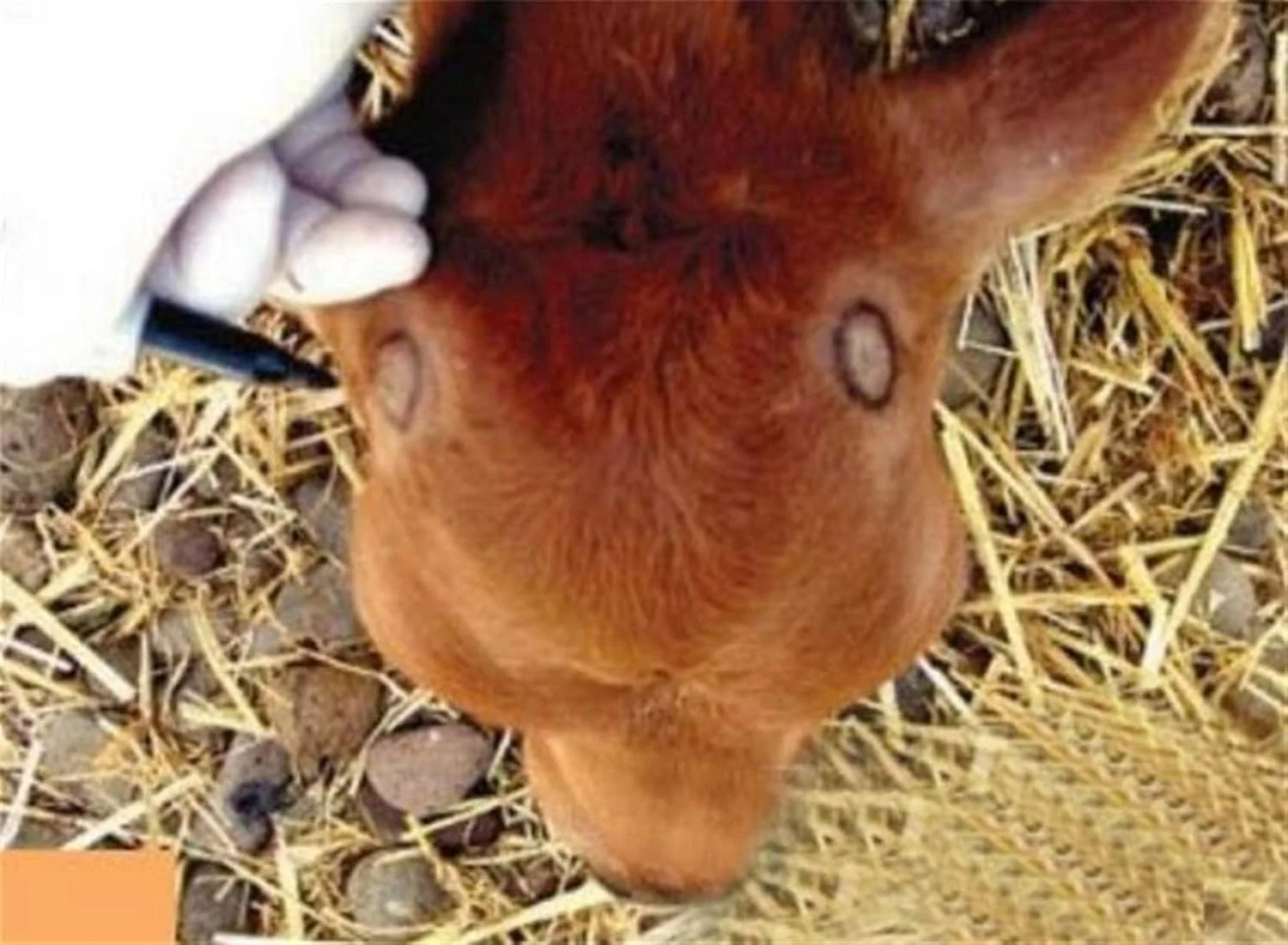 WWART دستگاه شاخ سوز گاو و گوسفند نوع تفنگی، ابزار گرمایشی سریع و بدون خونریزی برای دام