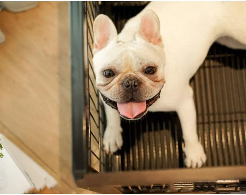 قفس سگ چوبی داخلی WYJW، برای خواب و استراحت حیوانات خانگی با میز بالایی و سینی پایینی، 3 سایز برای حیوانات خانگی با اندازه های مختلف مناسب است، L