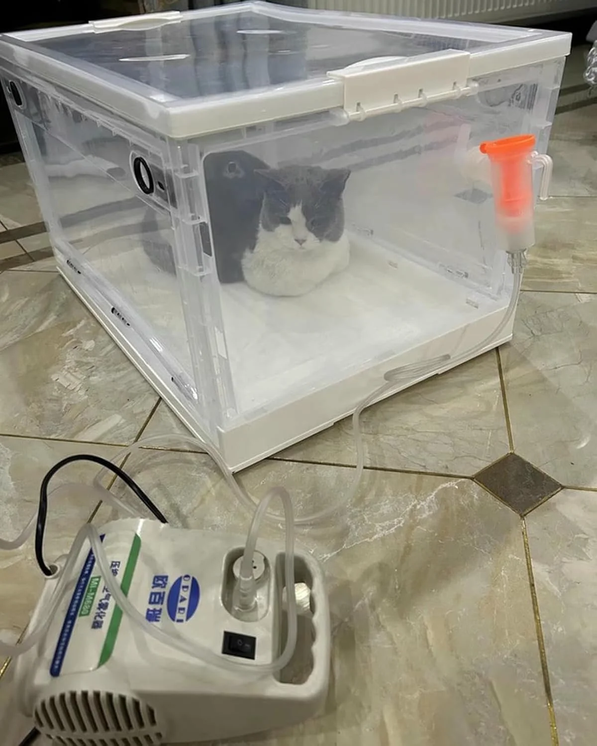 Pet Oxygen Therapy Nebulization Chamber for Cats, Dogs, Rabbits & Birds | Ideal for Home & Grooming Salon Use | Enhance Respiratory Health & Comfort Pet Oxygen Therapy Nebulization Chamber for Cats, Dogs, Rabbits & Birds | Ideal for Home & Grooming Salon Use | Enhance Respiratory Health & Comfort