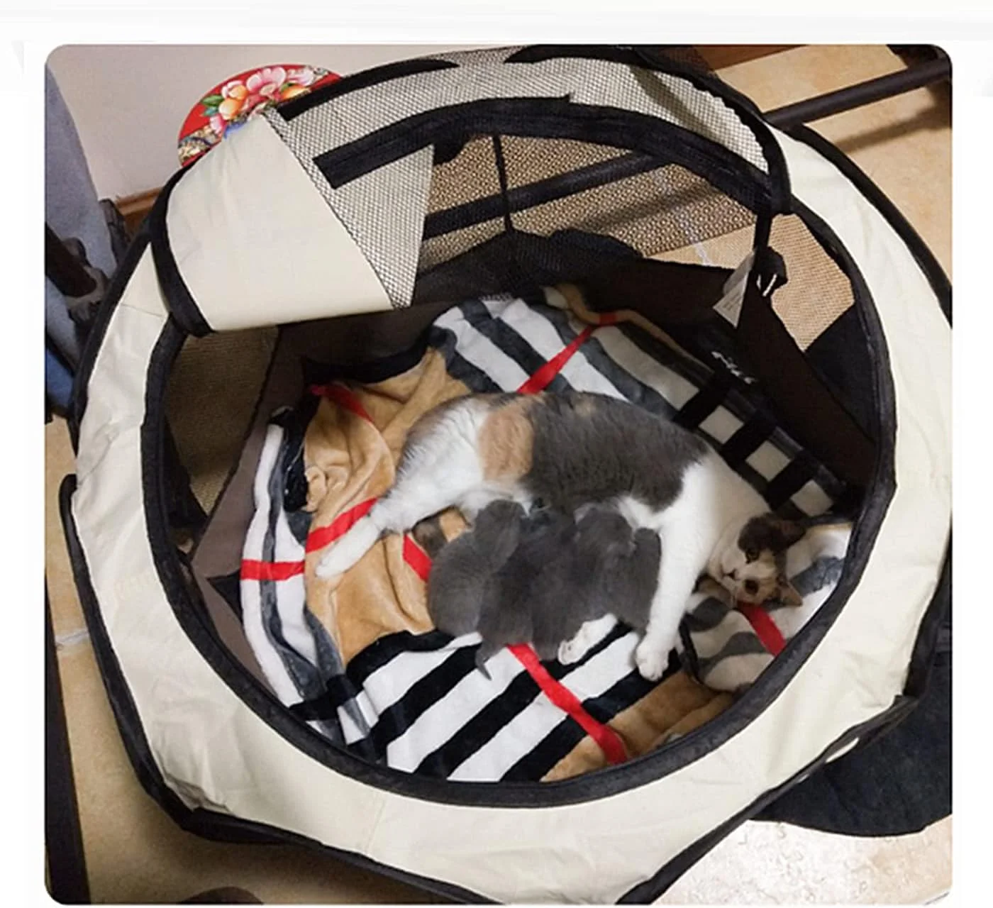 محوطه بازی حیوانات خانگی Okbuynow، قفس تاشو بزرگ سگ، چادر تمرین با توری تهویه دار برای حیوانات خانگی، توله سگ، سگ، گربه، خرگوش، استفاده در فضای داخلی و خارجی محوطه بازی حیوانات خانگی Okbuynow، قفس تاشو بزرگ سگ، چادر تمرین با توری تهویه دار برای حیوانات خانگی، توله سگ، سگ، گربه، خرگوش، استفاده در فضای داخلی و خارجی