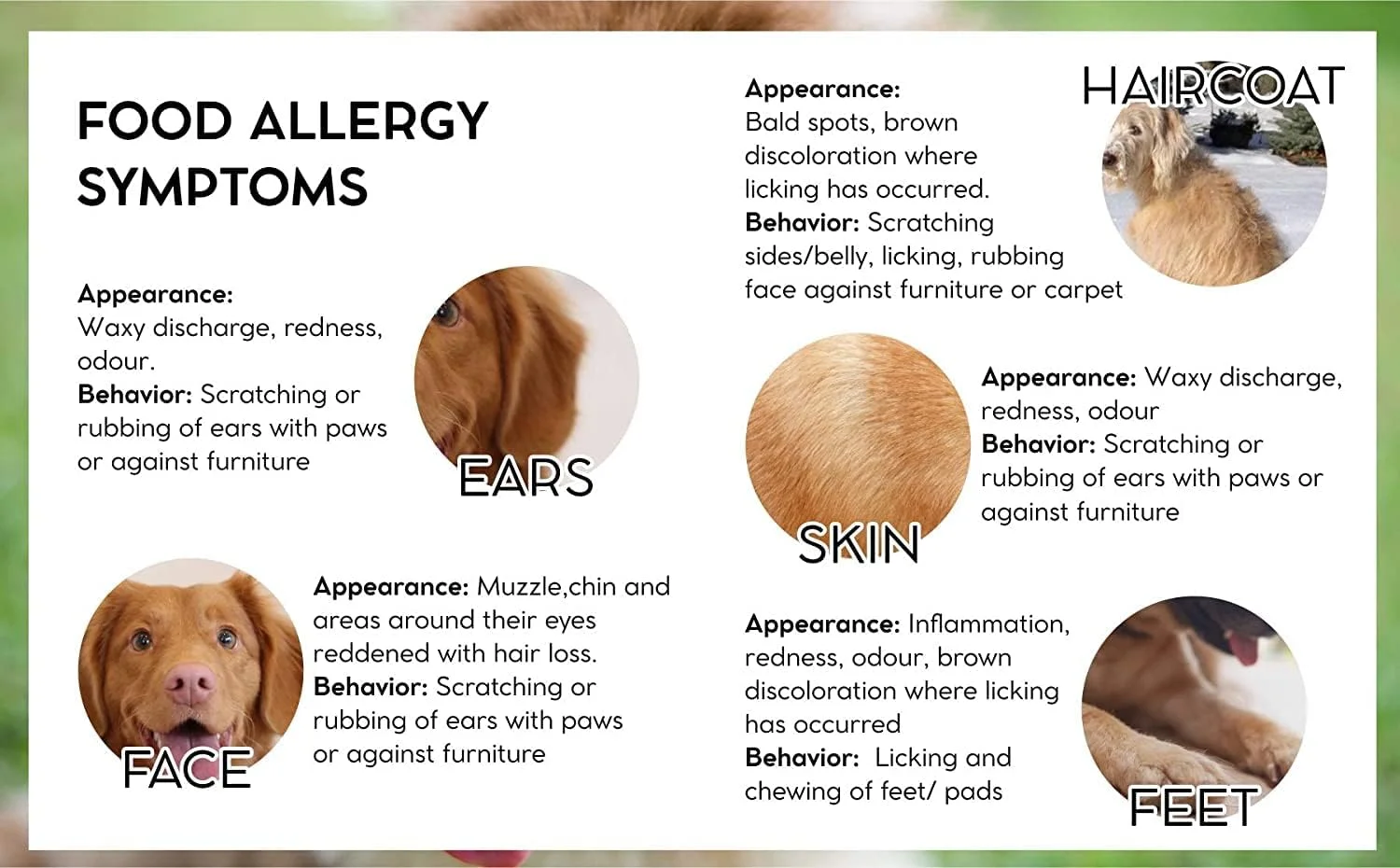 غذای خشک سگ بالغ ZOOOP Vet Pro ضد حساسیت با طعم ماهی، مناسب برای سگ های دارای واکنش های نامطلوب به غذا، 3 کیلوگرم