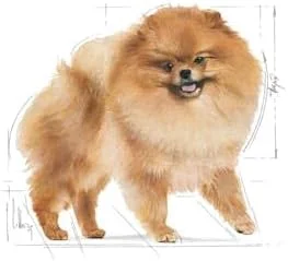 غذای مرطوب سگ نژاد پامرانین رویال کنین (پوچ) 12x85 گرمی، استاندارد، RO285120