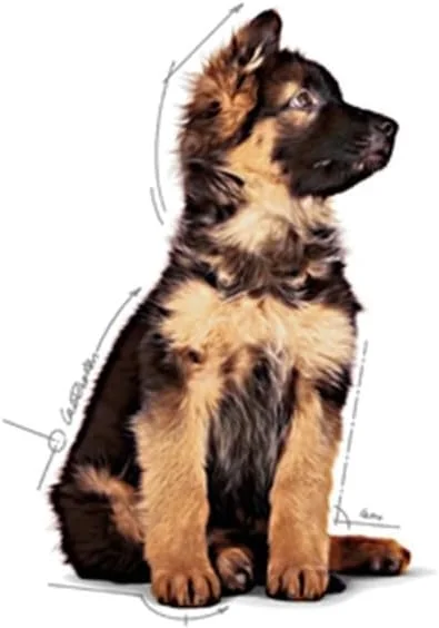 غذای مرطوب سگ رویال کنین مگسی پاپی مخصوص توله سگ نژاد بزرگ 2 تا 15 ماه (پوچ)، 10 عدد پوچ 140 گرمی