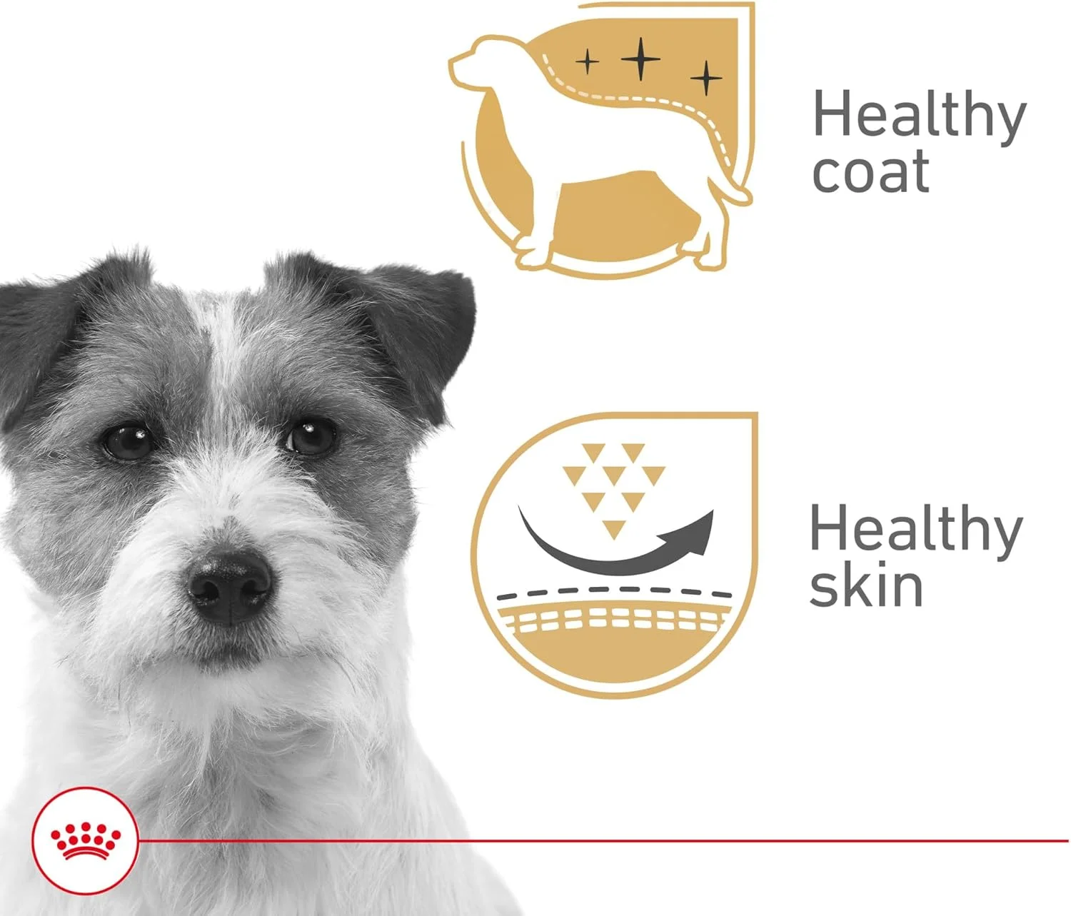 غذای کنسروی سگ بالغ رویال کنین، طعم گوشت در سس، 150 گرم (بسته 24 عددی)