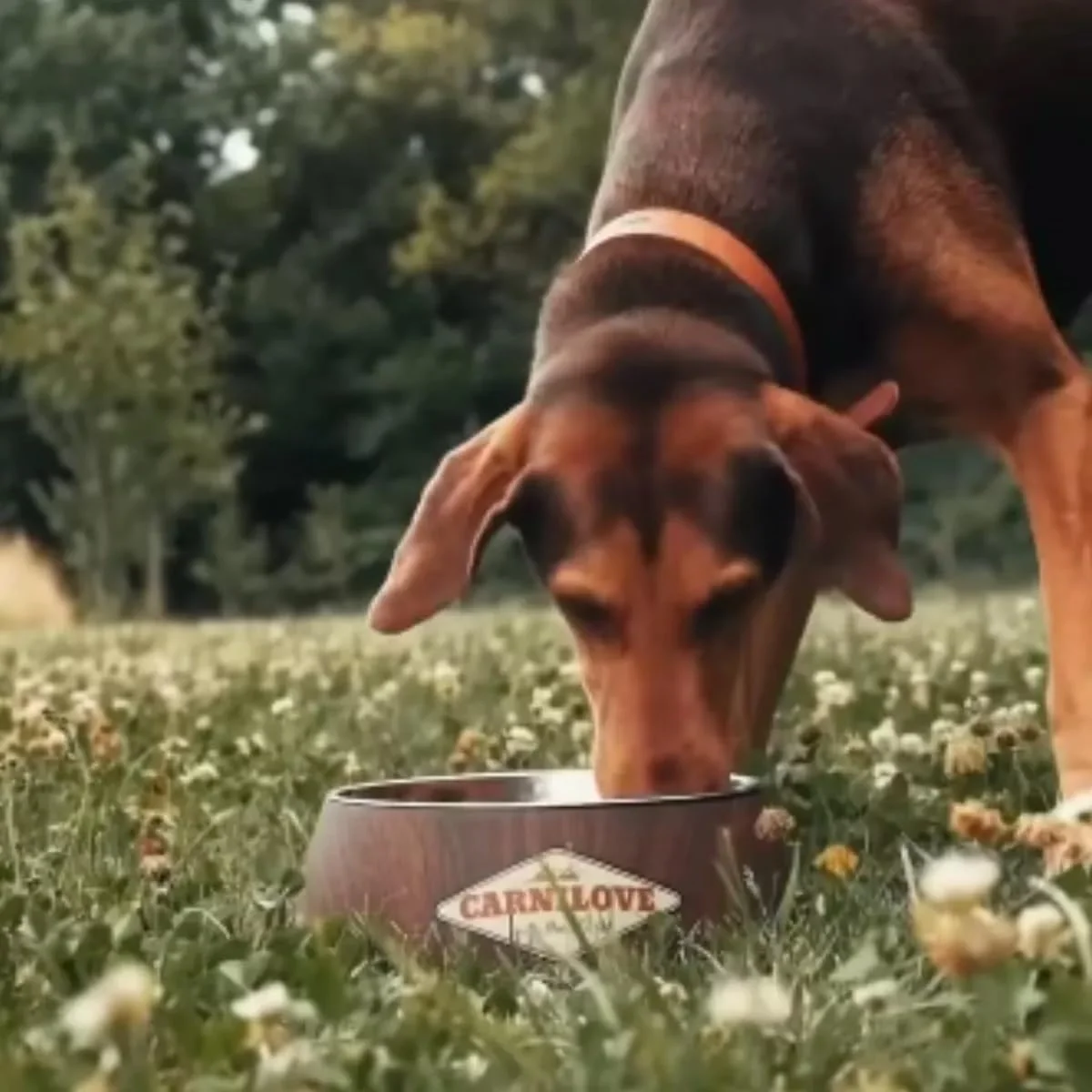 غذای مرطوب سگ بالغ کارنیلاو با طعم بوفالو و گل رز - 300 گرم