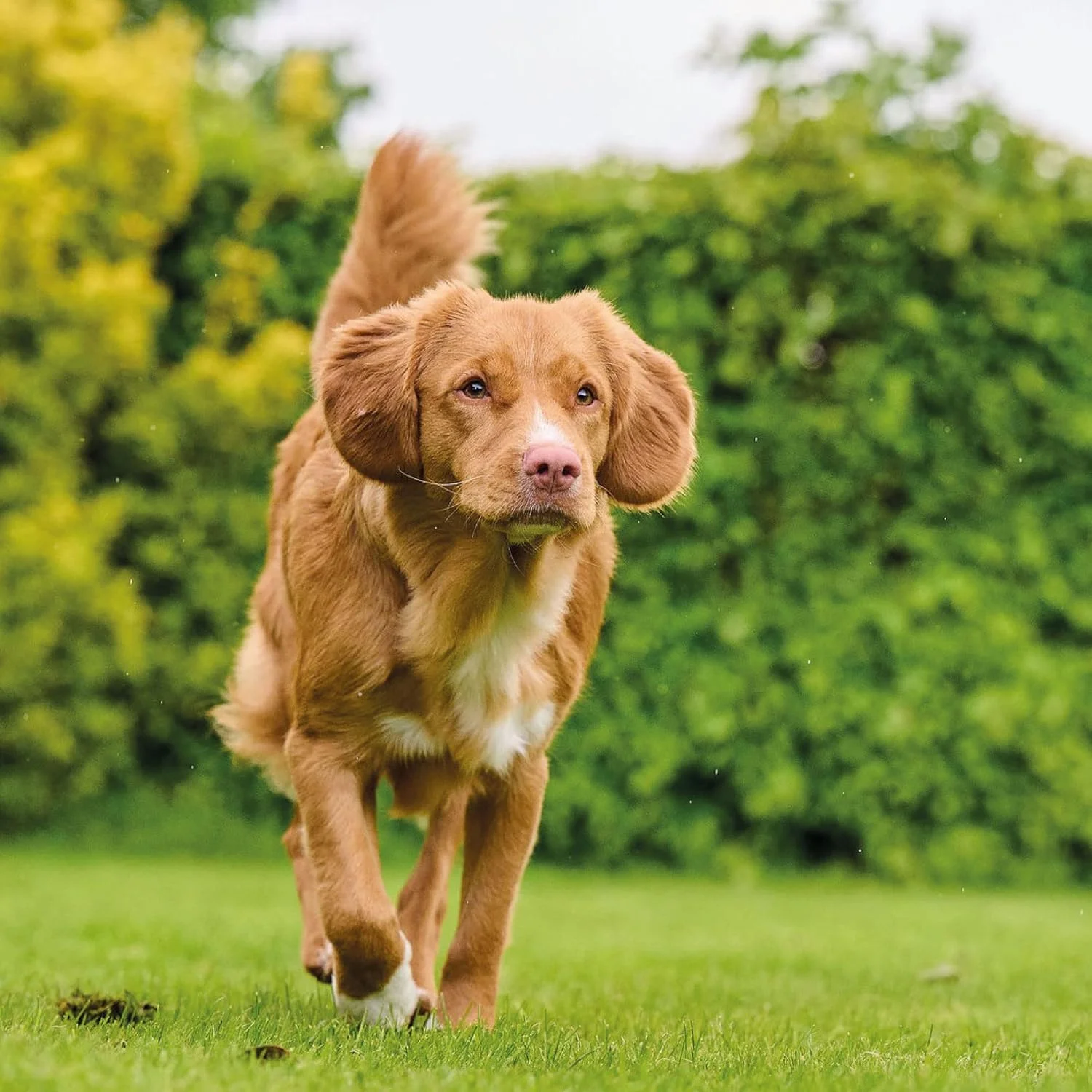 قرص مکمل غذایی سگ Beaphar Top 10 حاوی مولتی ویتامین، 180 عدد