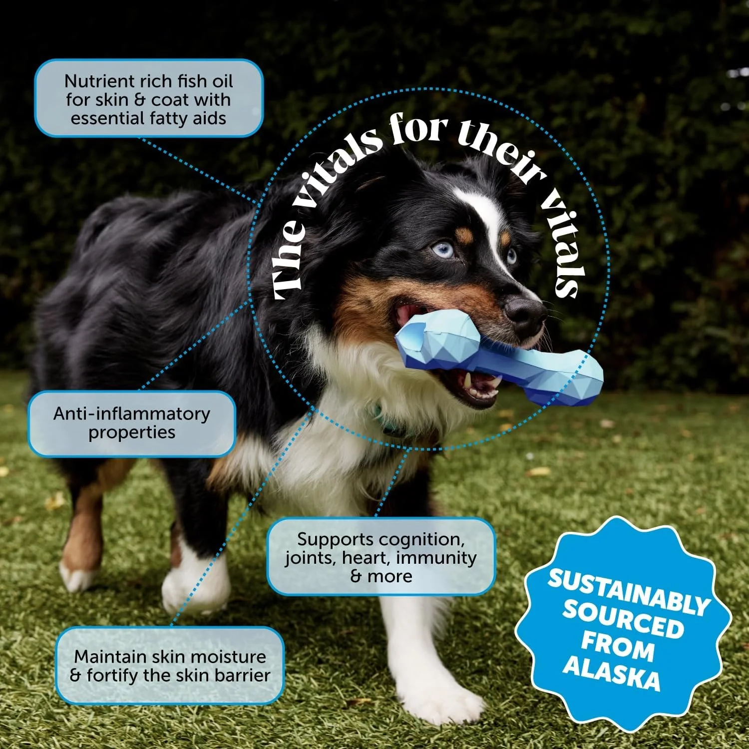 روغن ماهی امگا 3 Pet Honesty برای سگ ها - مکمل غذایی مایع برای سلامت پوست و مو - اسیدهای چرب EPA + DHA، ممکن است ریزش مو و خارش را کاهش دهد - پشتیبانی از ایمنی، مفصل ران، مغز و سلامت قلب - (946 میلی لیتر)