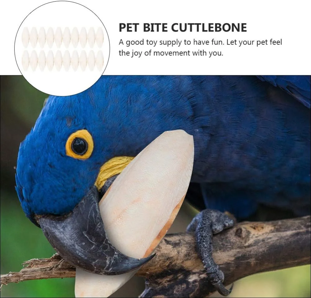 استخوان طبیعی کف دریا XNIUIU برای حیوانات خانگی، استخوان کلسیم برای پرندگان، خزندگان، لاک پشت ها، حلزون ها و حیوانات کوچک (20 عدد)