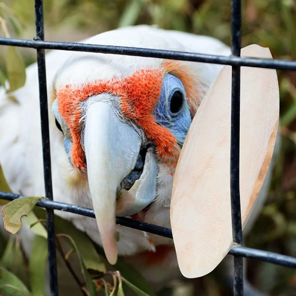 استخوان طبیعی کف دریا XNIUIU برای حیوانات خانگی، استخوان کلسیم برای پرندگان، خزندگان، لاک پشت ها، حلزون ها و حیوانات کوچک (20 عدد)