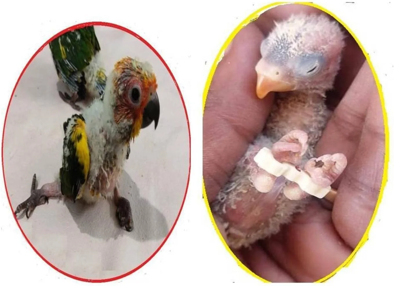 دستبند درمان پای باز برای فنچ، مرغ عشق آفریقایی، عروس هلندی...تعداد: 10 عدد دستبند درمان پای باز برای فنچ، مرغ عشق آفریقایی، عروس هلندی...تعداد: 10 عدد