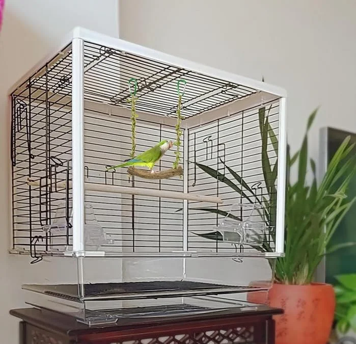 اسباب بازی تاب پرنده با زنگوله، طناب و پایه چوبی آویز برای مرغ عشق و پرندگان کوچک - تاب چوبی، نردبان و اسباب بازی های صعودی برای کانور، عروس هلندی و باجریگار