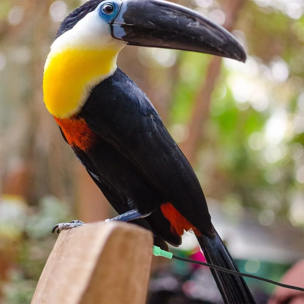 طناب و افسار اسباب بازی فنری طوطی SYOSI، 2 عدد طناب آموزشی پرنده خانگی، طناب کششی پرواز قابل تنظیم 157 اینچی برای طوطی ها و همه پرندگان، لوازم جانبی فضای باز