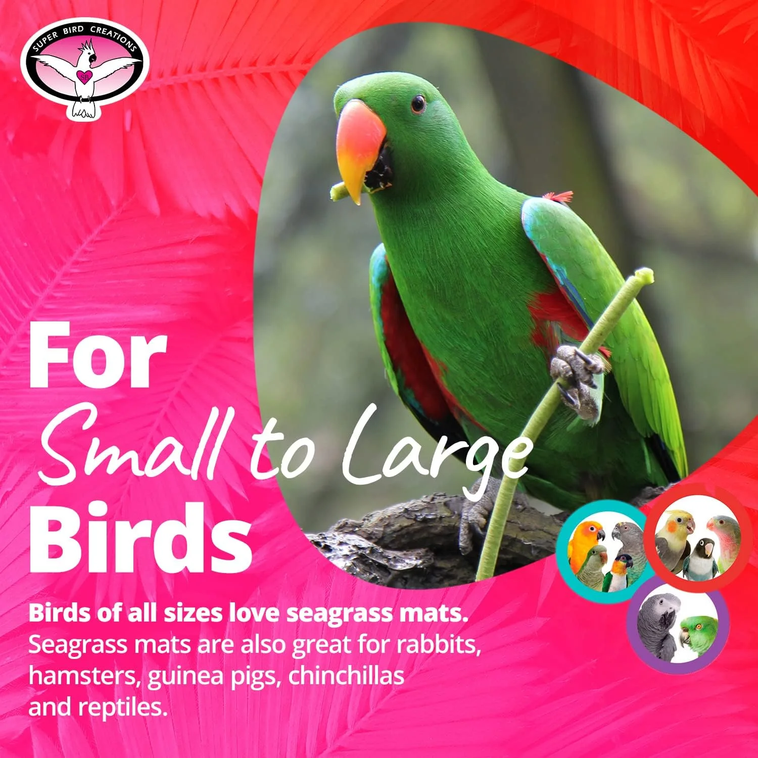 حصیر علف دریایی Super Bird Creations SB50002 برای دکور قفس، غنی سازی حیوانات خانگی و رفع خستگی - پایه ساخت اسباب بازی چند منظوره - ایده آل برای طوطی ها - پرندگان و خزندگان کوچک تا بزرگ - 7"x7" (بسته 3 عددی)