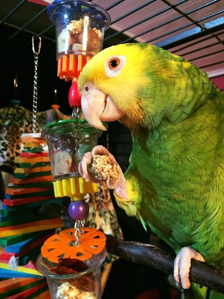 اسباب بازی پرندگان Super Bird Creations SB632 مدل Bottom’s Up، دارای فنجان های اکریلیک شفاف، سایز متوسط/بزرگ، 45.72 سانتی متر x 6.35 سانتی متر اسباب بازی پرندگان Super Bird Creations SB632 مدل Bottom’s Up، دارای فنجان های اکریلیک شفاف، سایز متوسط/بزرگ، 45.72 سانتی متر x 6.35 سانتی متر