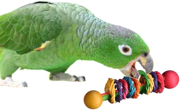 اسباب بازی حلقه انگور جغجغه ای پرندگان Super Bird Creations SB536، سایز متوسط/بزرگ، 14 × 4 سانتی متر