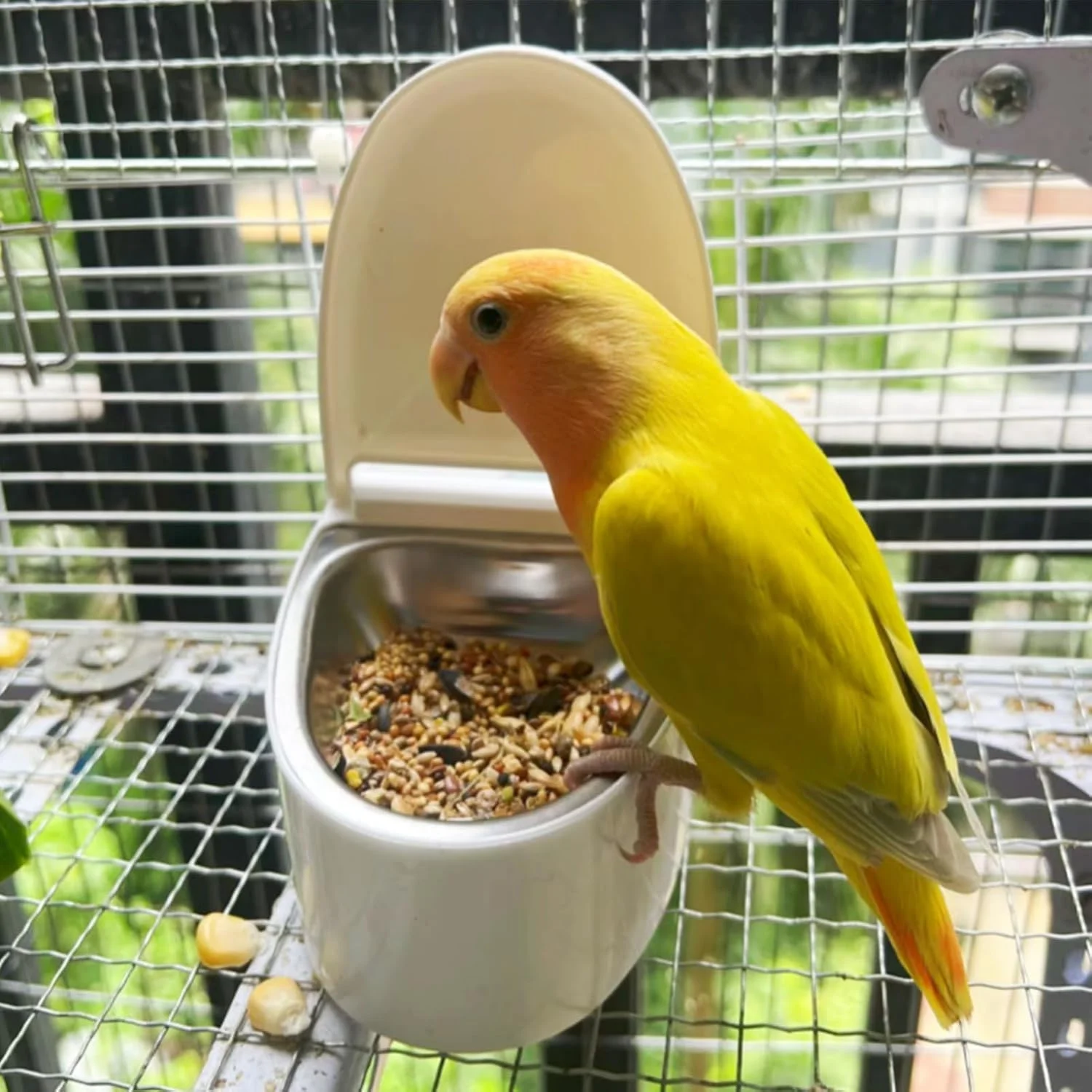 ابزار آموزش توالت پرنده، توالت آموزش دیواری برای پرنده | تغذیه کننده غذای حیوانات نژاد کوچک و متوسط با نصب چسبی برای مرغ عشق، طوطی، عروس هلندی، مرغ باجریگار ابزار آموزش توالت پرنده، توالت آموزش دیواری برای پرنده | تغذیه کننده غذای حیوانات نژاد کوچک و متوسط با نصب چسبی برای مرغ عشق، طوطی، عروس هلندی، مرغ باجریگار