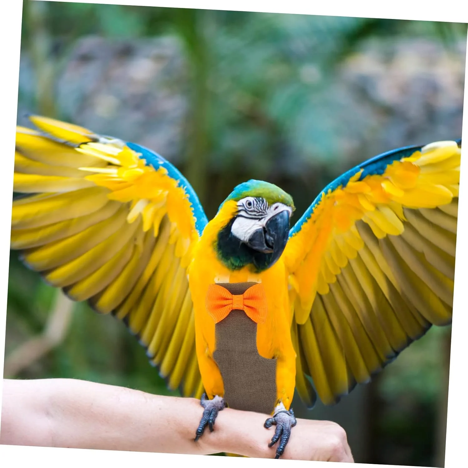 4 عدد پوشک پرنده پرواز لباس حیوانات خانگی پوشک طوطی برزیلی کانور لباس پرواز پوشک مرغ عشق پوشک لباس پرواز پرنده پوشک پرنده پوشک پرندگان کت و شلوار پنبه ای 4 عدد پوشک پرنده پرواز لباس حیوانات خانگی پوشک طوطی برزیلی کانور لباس پرواز پوشک مرغ عشق پوشک لباس پرواز پرنده پوشک پرنده پوشک پرندگان کت و شلوار پنبه ای