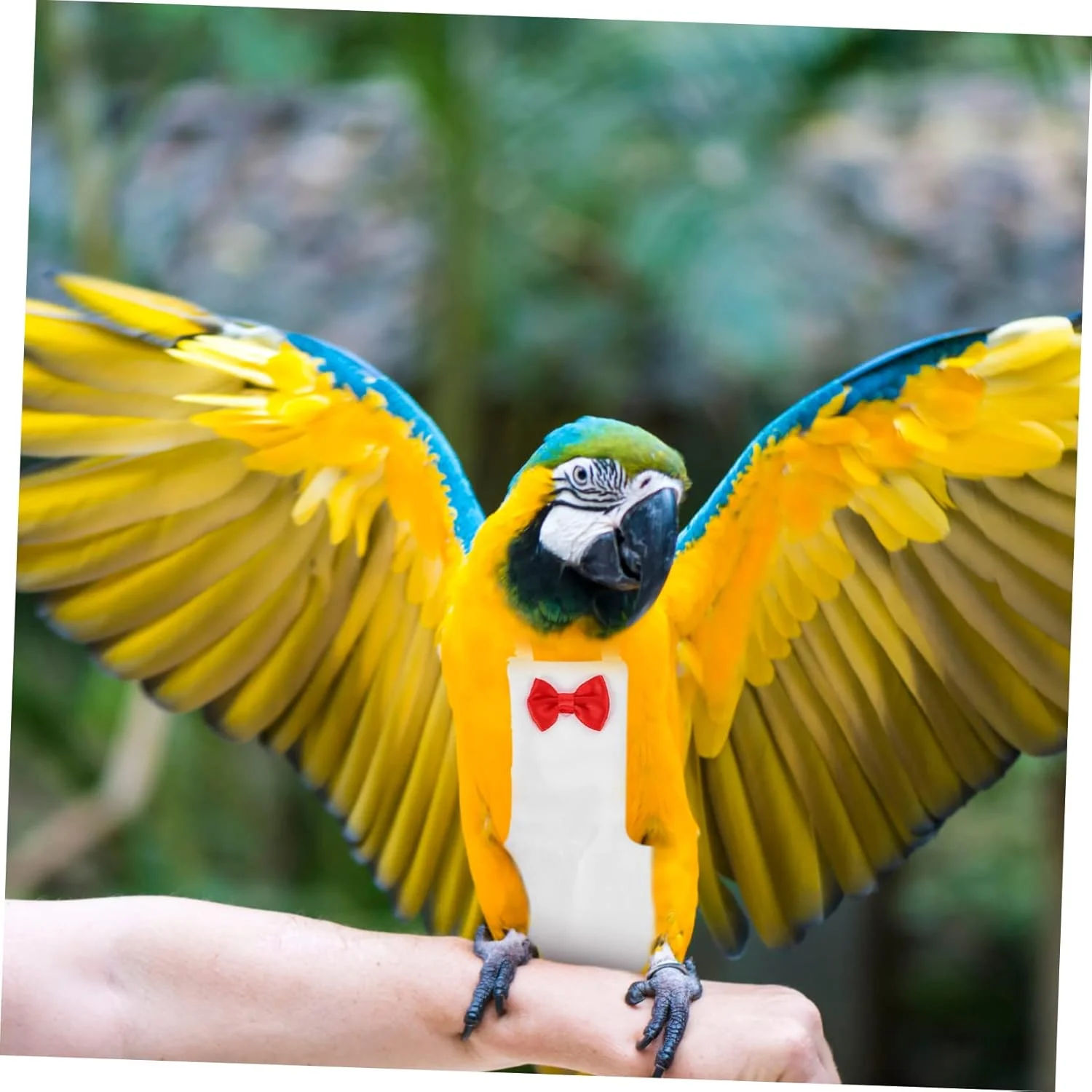 ۲ عدد پوشک پرنده پرواز لباس حیوانات خانگی مهار پرنده طوطی لباس پوشک طوطی برای پرندگان لوازم جانبی لباس پرنده لباس پرندگان پوشک برای پرندگان خانگی پوشک طوطی کوچک ۲ عدد پوشک پرنده پرواز لباس حیوانات خانگی مهار پرنده طوطی لباس پوشک طوطی برای پرندگان لوازم جانبی لباس پرنده لباس پرندگان پوشک برای پرندگان خانگی پوشک طوطی کوچک