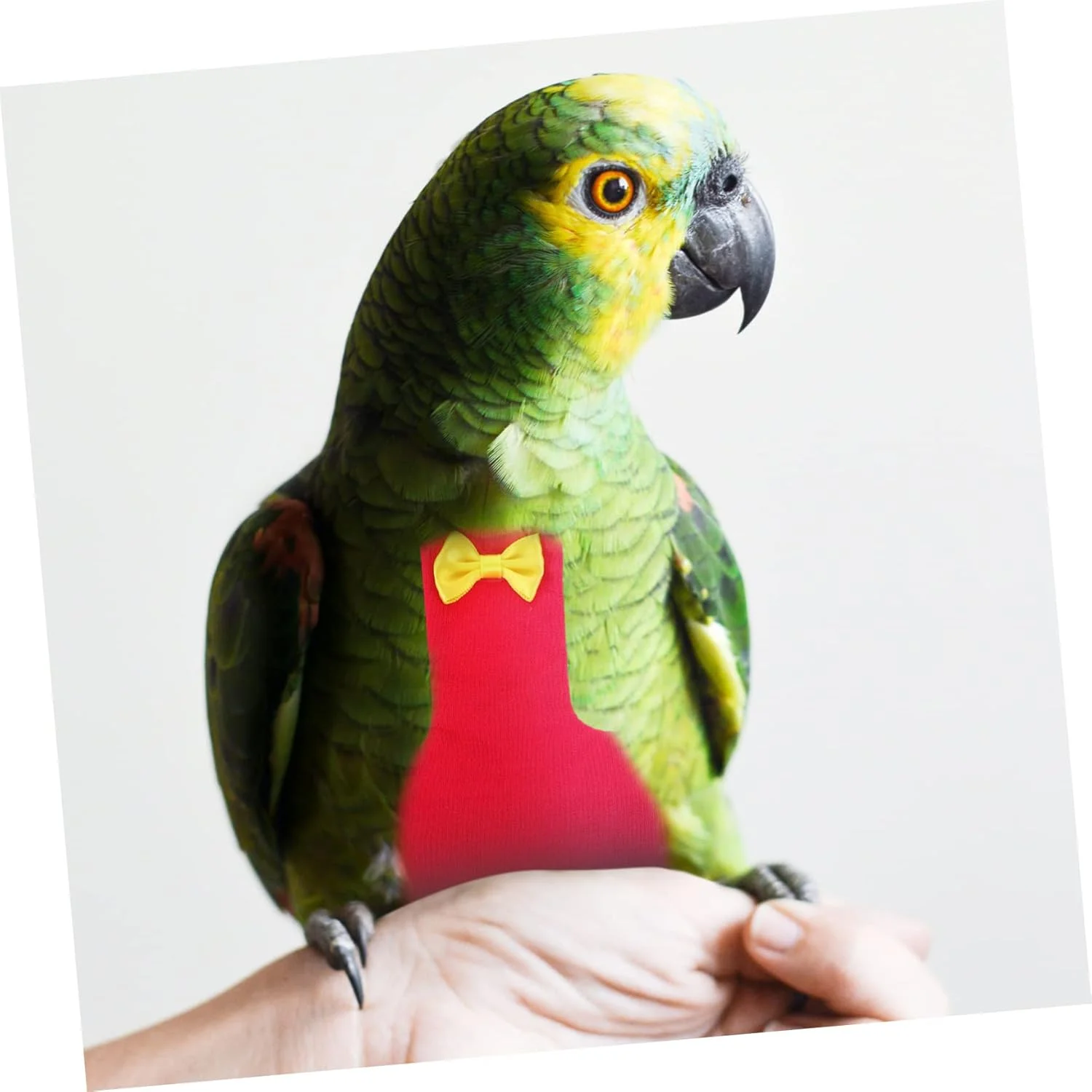 3 عدد پوشک پرنده، لباس حیوانات خانگی، شلوار پوشک طوطی، لباس طوطی برزیلی، پوشک طوطی عروس هلندی، لباس کبوتر، لباس پرنده برای طوطی ها، لباس پرواز، هواپیمای پنبه ای 3 عدد پوشک پرنده، لباس حیوانات خانگی، شلوار پوشک طوطی، لباس طوطی برزیلی، پوشک طوطی عروس هلندی، لباس کبوتر، لباس پرنده برای طوطی ها، لباس پرواز، هواپیمای پنبه ای