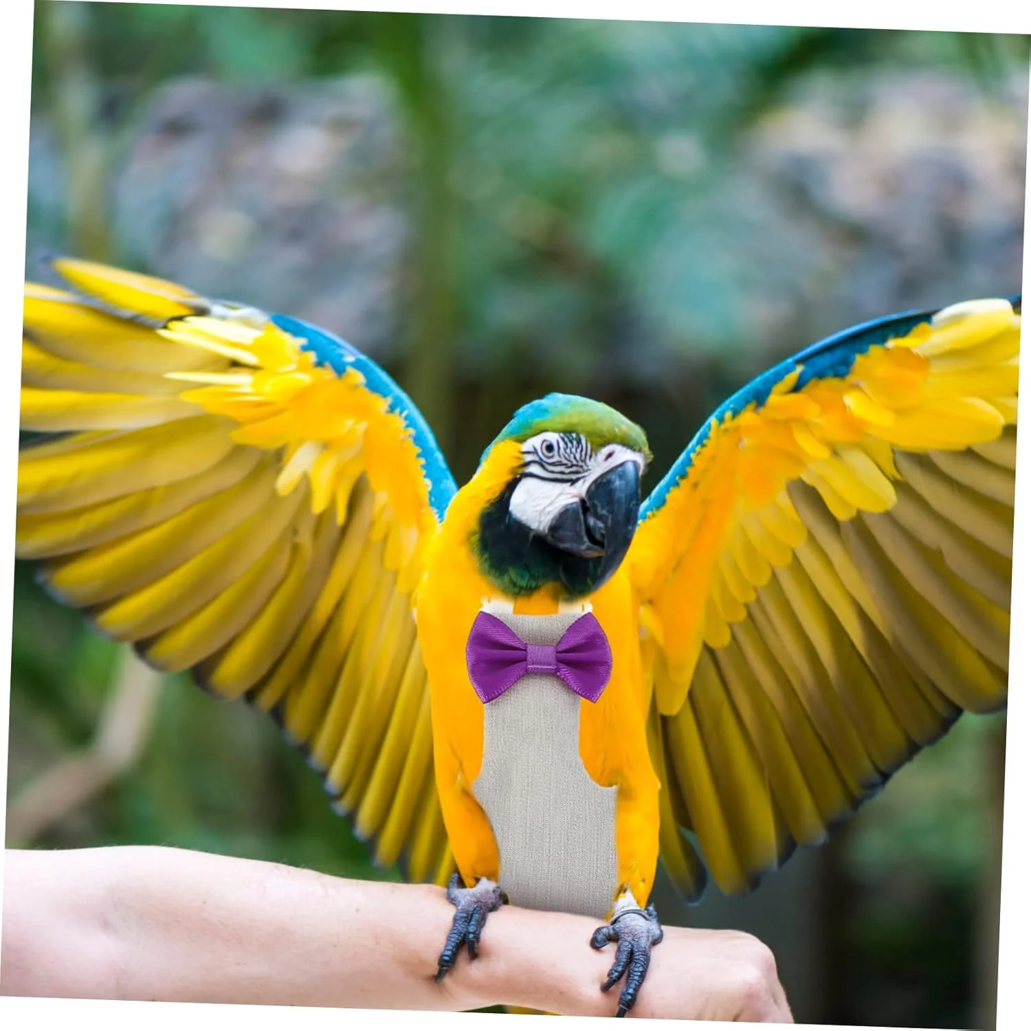 2 عدد پوشک پرنده پرواز لباس مرغ پوشک طوطی لباس پرواز لباس پرنده پوشک حیوانات خانگی دکوراسیون تزئینی فضای باز لباس مد لباس مهمانی لباس طوطی لباس پرنده خلاقانه جلیقه پنبه ای 2 عدد پوشک پرنده پرواز لباس مرغ پوشک طوطی لباس پرواز لباس پرنده پوشک حیوانات خانگی دکوراسیون تزئینی فضای باز لباس مد لباس مهمانی لباس طوطی لباس پرنده خلاقانه جلیقه پنبه ای