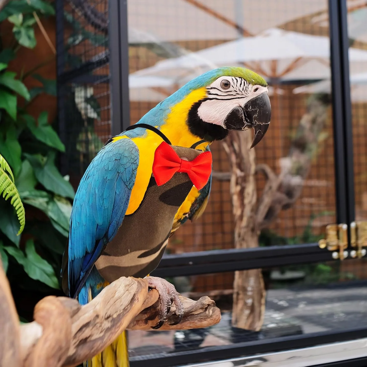 پوشک پرنده قابل شستشو، لباس پرواز پرنده قابل استفاده مجدد، پوشک محافظ تنفسی برای طوطی، لباس پوشک برای طوطی برزیلی، طوطی ماکائو، مرغ عشق، قناری، مرغ عشق، عروس هلندی (استتار، بزرگ)