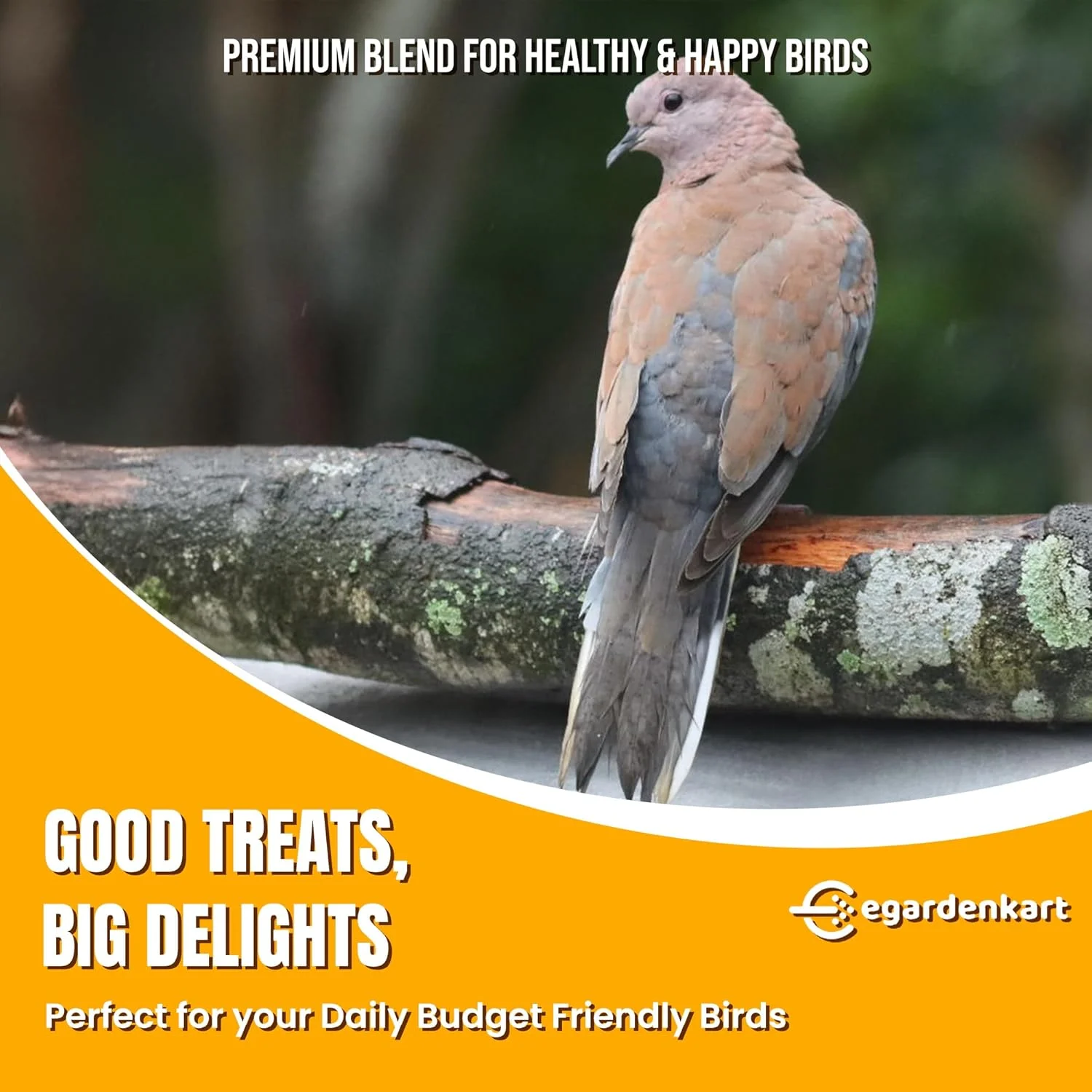 غذای روزانه پرندگان ایگاردن کارت - 8 کیلوگرم، دانه پرنده | غذای پرندگان وحشی برای انواع پرندگان وحشی | غذای پرندگان برای پرندگان کوچک کبوتر مینا چکاوک بلبل گنجشک هدهد مخلوط دانه (8)