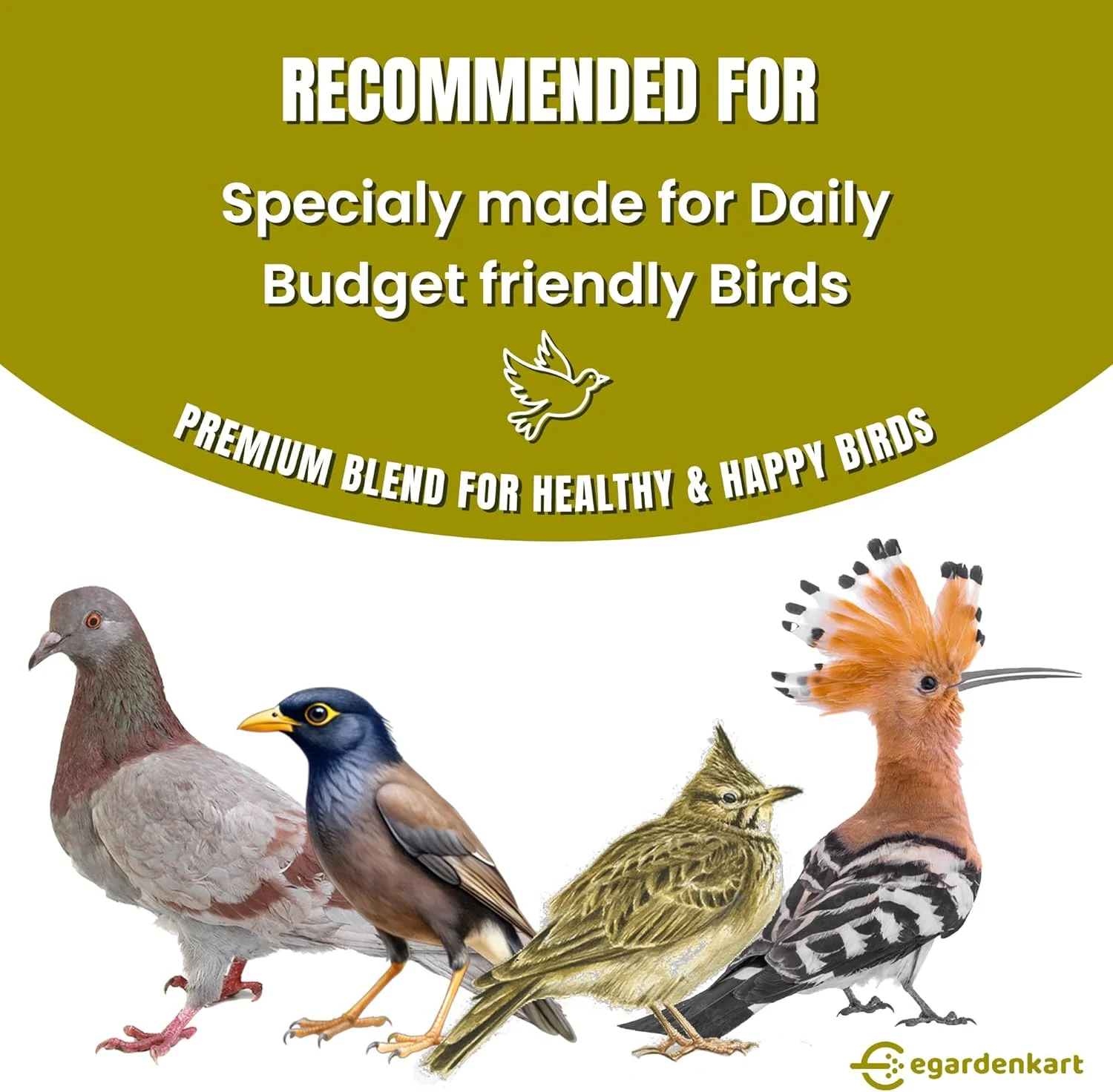 غذای روزانه پرندگان ایگاردن کارت - 8 کیلوگرم، دانه پرنده | غذای پرندگان وحشی برای انواع پرندگان وحشی | غذای پرندگان برای پرندگان کوچک کبوتر مینا چکاوک بلبل گنجشک هدهد مخلوط دانه (8)