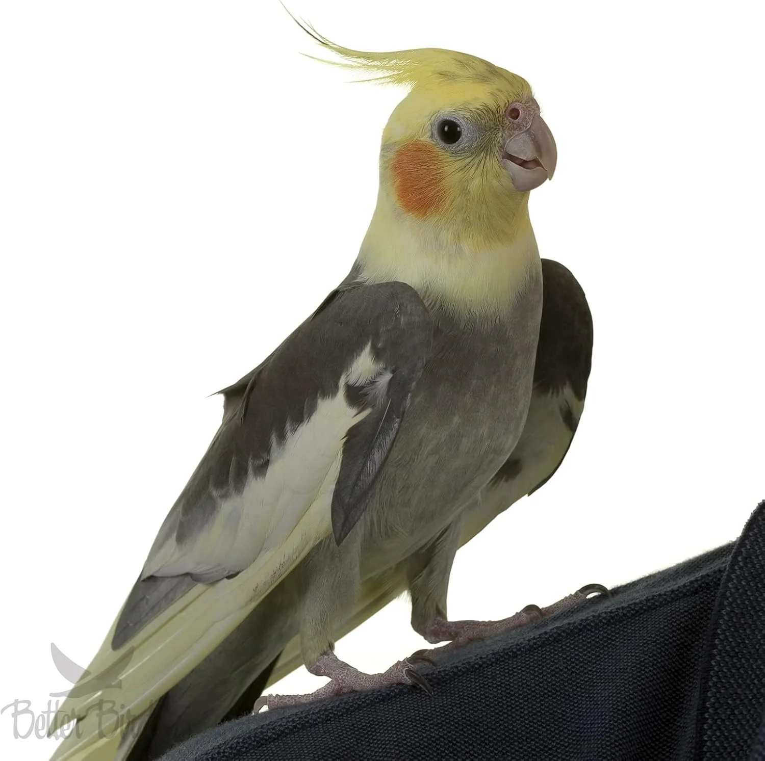 غذای ممتاز طوطی عروس هلندی Better Bird، ظرف 2 کیلوگرمی غذای ممتاز طوطی عروس هلندی Better Bird، ظرف 2 کیلوگرمی