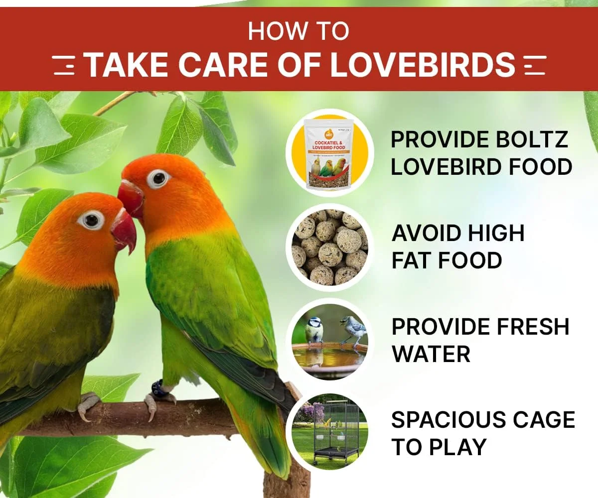 غذای پرنده بولتز مخلوط دانه برای عروس هلندی و مرغ عشق، دانه قناری، تخمه آفتابگردان، غذای پرنده برای تمام مراحل زندگی، مخلوط دانه ممتاز طبیعی و سالم، بهبود سیستم ایمنی پرندگان (1200 گرم) غذای پرنده بولتز مخلوط دانه برای عروس هلندی و مرغ عشق، دانه قناری، تخمه آفتابگردان، غذای پرنده برای تمام مراحل زندگی، مخلوط دانه ممتاز طبیعی و سالم، بهبود سیستم ایمنی پرندگان (1200 گرم)