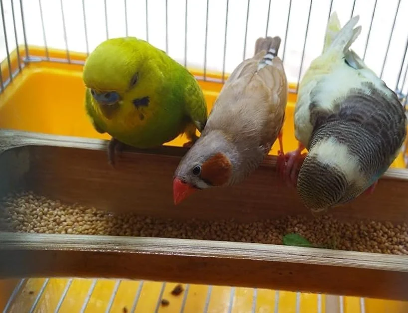 غذای پرندگان بولتز برای مرغ عشق - 2400 گرم، مخلوط دانه های ممتاز طبیعی و سالم برای مرغ عشق، دانه های غذای روزانه مرغ عشق، تمام مراحل زندگی پرندگان برای تغذیه روزمره (مخلوط دانه، 2400 گرم) غذای پرندگان بولتز برای مرغ عشق - 2400 گرم، مخلوط دانه های ممتاز طبیعی و سالم برای مرغ عشق، دانه های غذای روزانه مرغ عشق، تمام مراحل زندگی پرندگان برای تغذیه روزمره (مخلوط دانه، 2400 گرم)