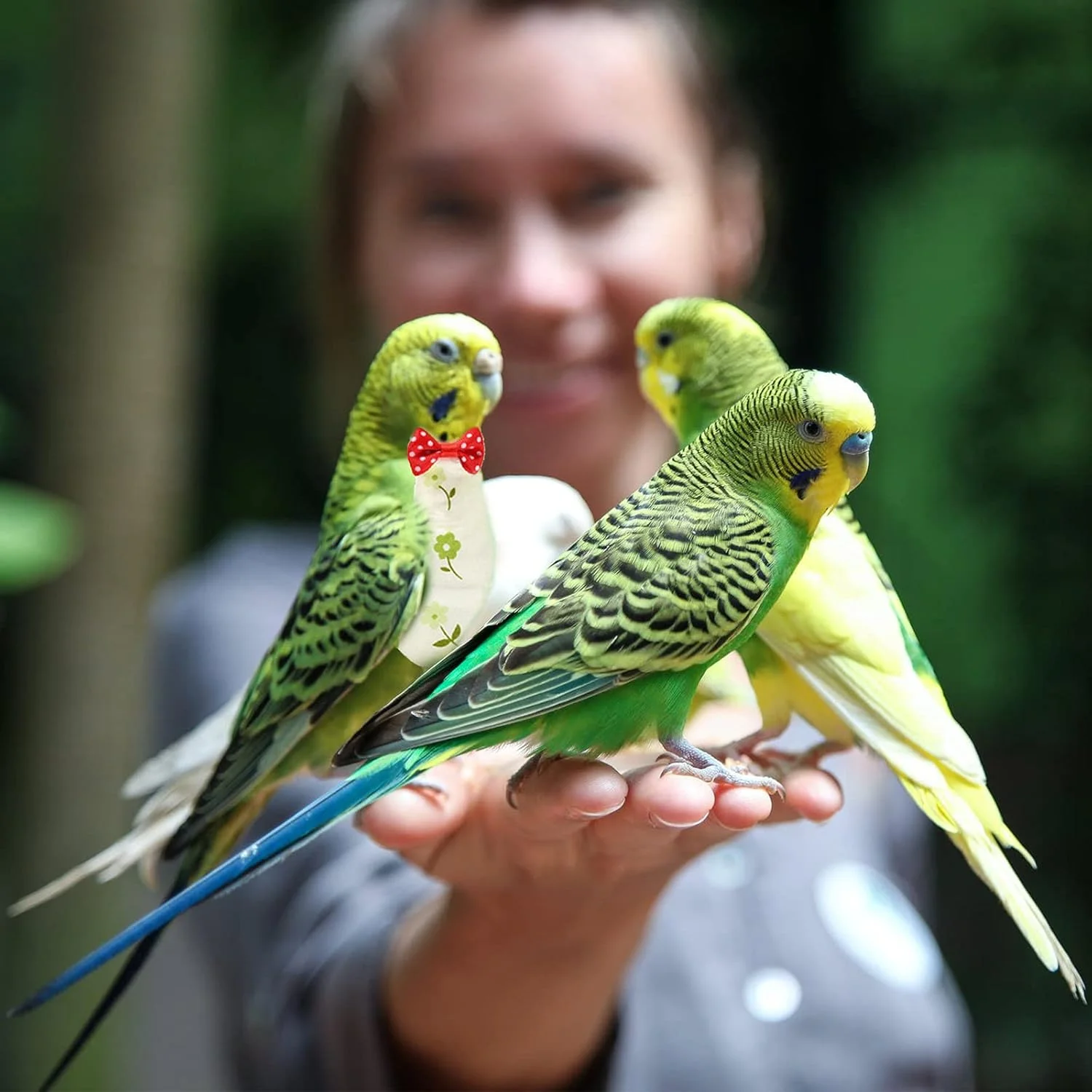 پوشک پرنده، لباس پرواز، 5 عدد لباس محافظ قابل شستشو، انعطاف پذیر و قابل استفاده مجدد برای طوطی ها، مرغ عشق ها و کبوتر، پوشک کوکاتیل طرح کارتونی